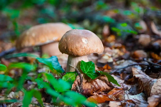 Sommersteinpilz erkennen: Der erste Steinpilz des Jahres – und worauf es wirklich ankommt