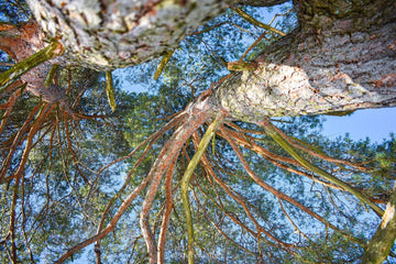 Waldbaden: Stress abbauen, Immunsystem stärken & Gesundheit fördern