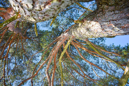 Waldbaden: Stress abbauen, Immunsystem stärken & Gesundheit fördern