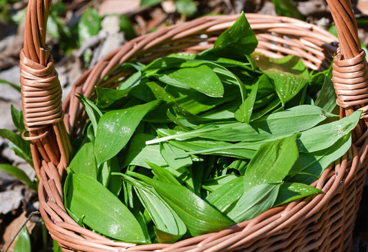 Bärlauch: Die kraftvolle Frühlingspflanze für Gesundheit, Genuss und Nachhaltigkeit