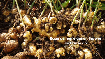 Ingwer selber anbauen – so ziehst du frischen Ingwer ganz einfach zu Hause