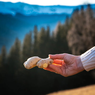 Hand hält frische Ingwerwurzel im warmen Abendlicht, im Hintergrund sanfte Berglandschaft und dunkler Wald, Symbol für Naturverbundenheit, Ursprünglichkeit und pflanzliche Heilkraft.