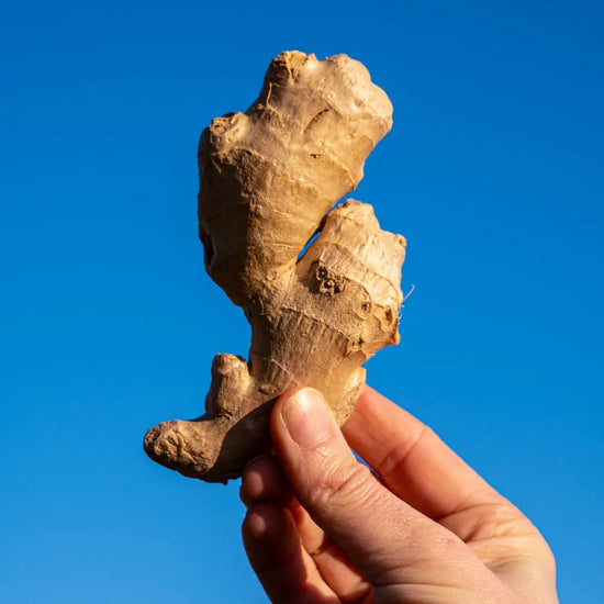 Hand hält eine frische Ingwerwurzel vor tiefblauem Himmel, starkes Tageslicht hebt Struktur und Form hervor, minimalistisches Naturbild mit Fokus auf Ursprünglichkeit.