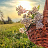Weidenkorb mit gesammelten weißen Wildblüten auf einer Sommerwiese bei Sonnenuntergang – Wildkräuter sammeln und Natur genießen